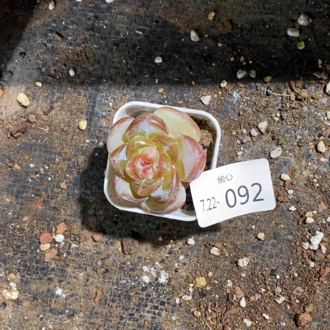 叶*722092多肉单头多肉多肉多肉