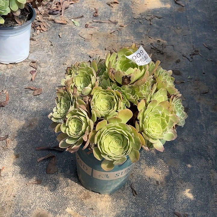 009雨荷多肉法师多肉法师