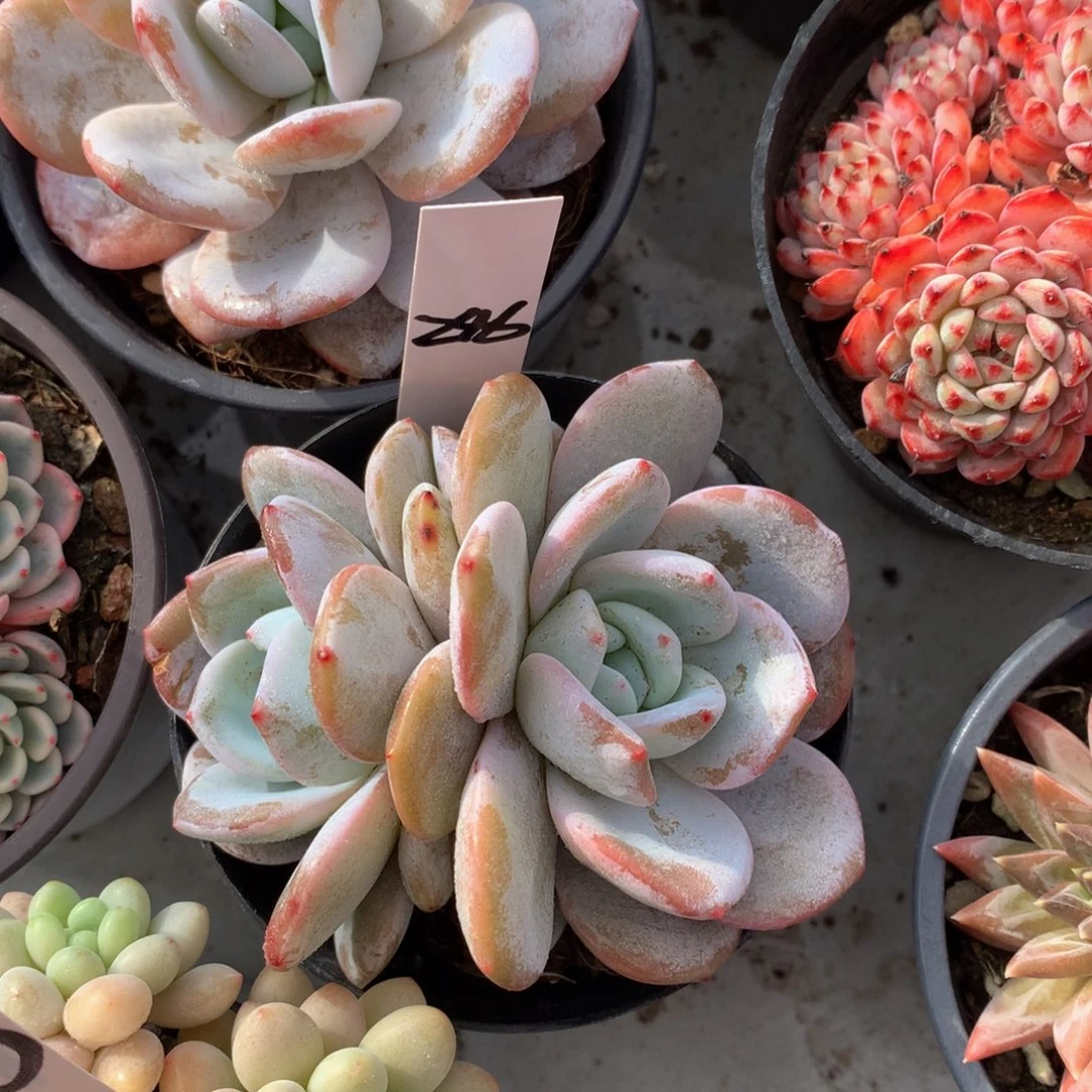 奶茶62626272727272