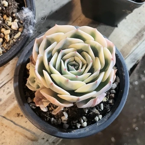 玉碟锦9.9一盆8888888