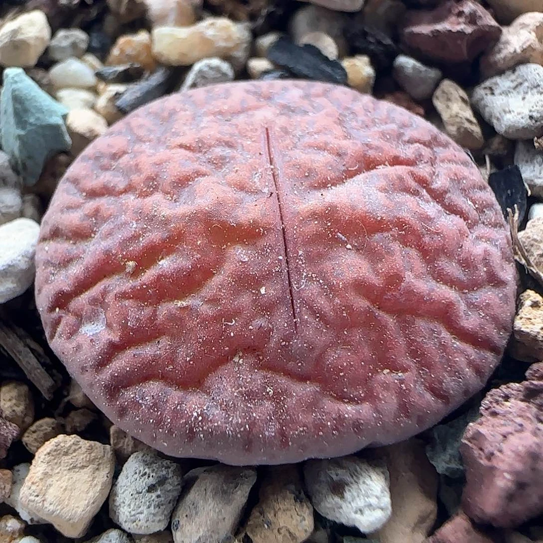 哈哈哈哈哈哈哈44213