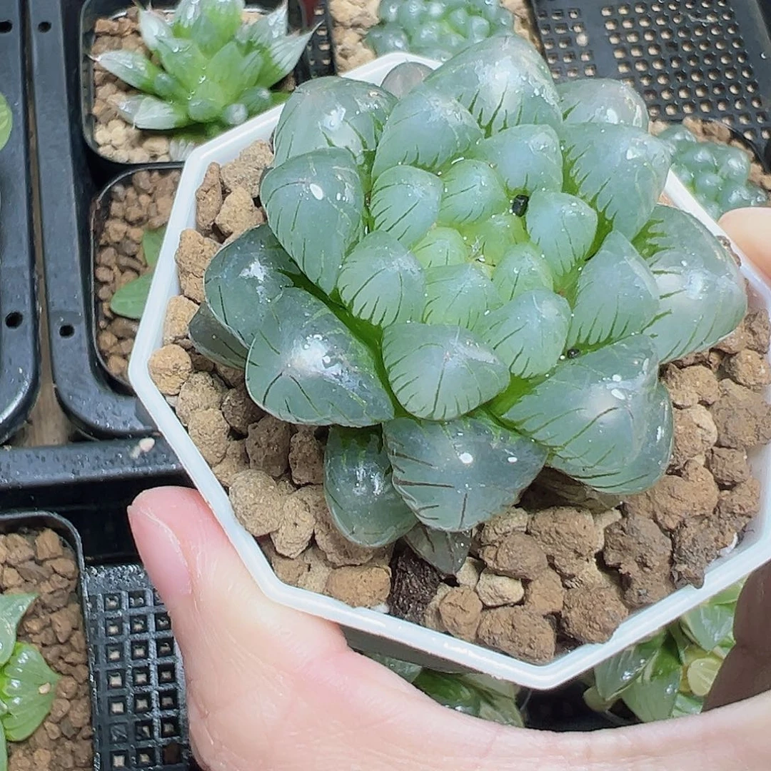 Ｔ***Ｔ6333多肉植物一颗多肉