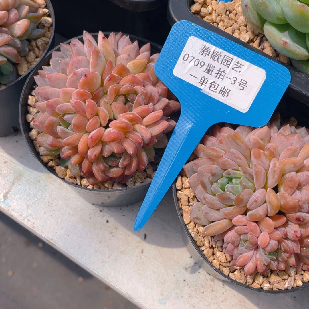 0709-3-夹心棉花糖多头群一颗量拍