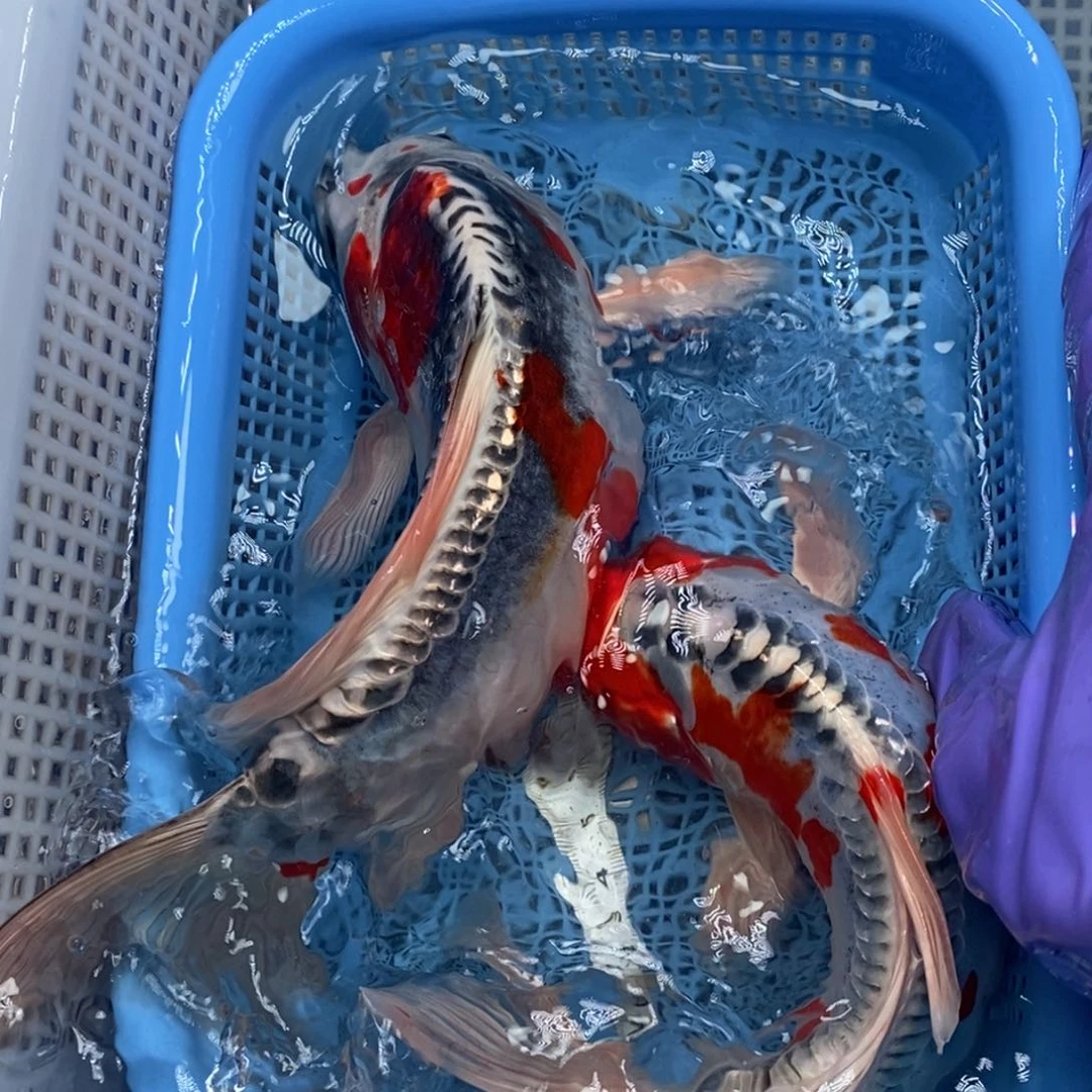 锦鲤冷水锦鲤包邮