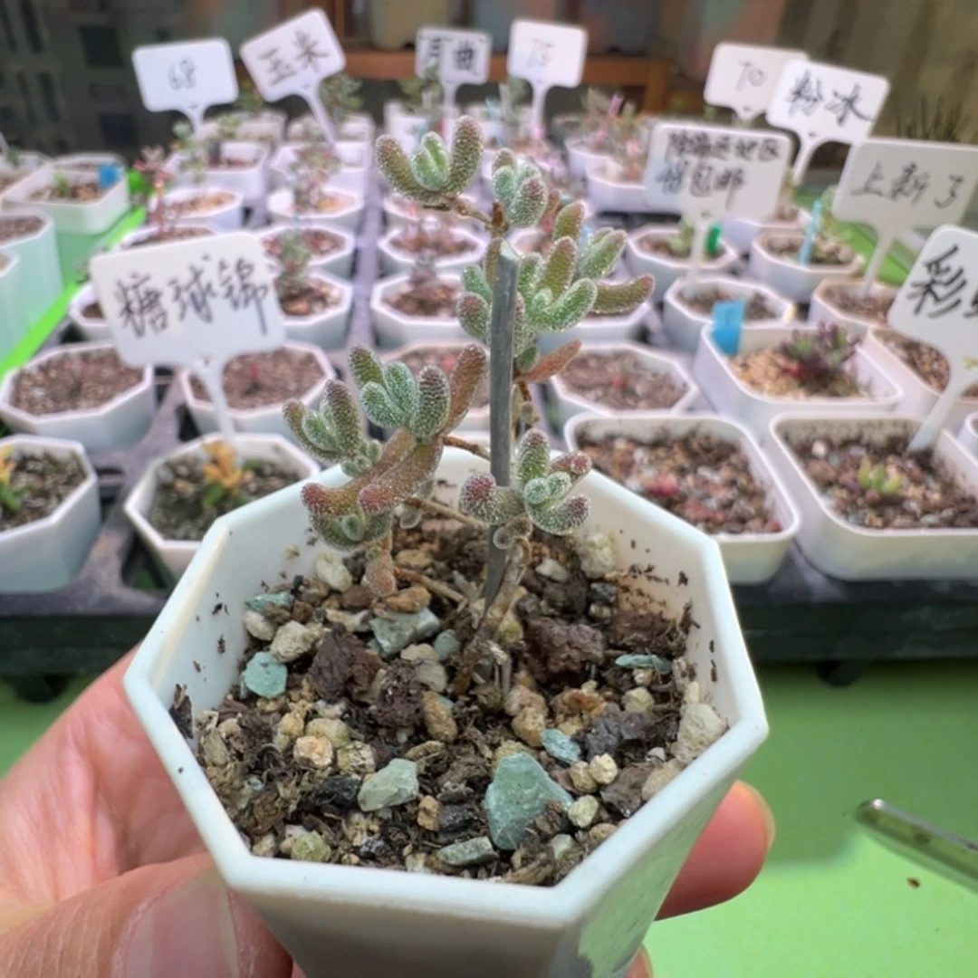 1827实生粉冰晶， 一年多，拍下不退不换