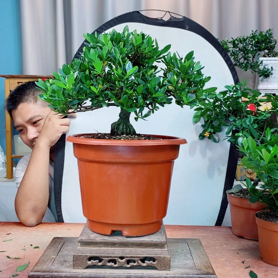 栀子花开了花开花了