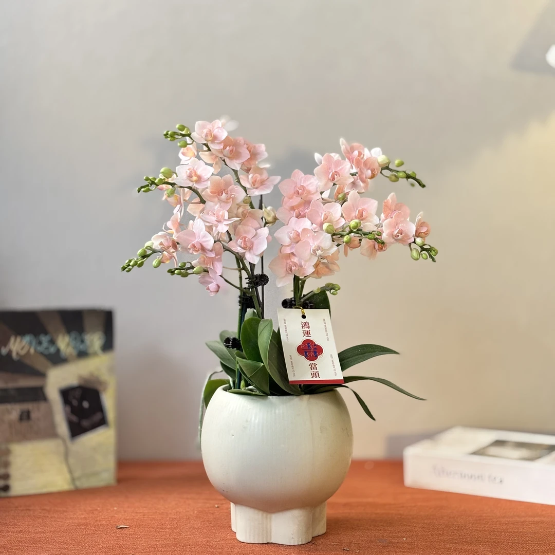 蝴蝶兰《棉花糖》欧洲引进 梦幻色系 稀缺艺术喷色工艺  基地直发