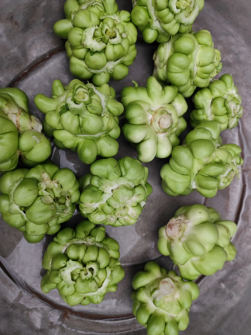 菱角菜  四川菱角菜  高山菱角菜