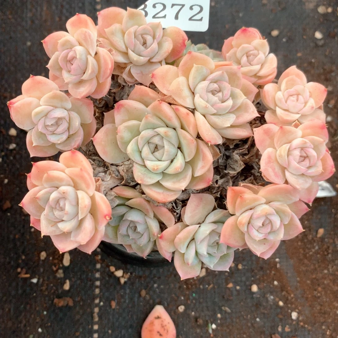 一**尘3272不包整散掉头杂交多肉