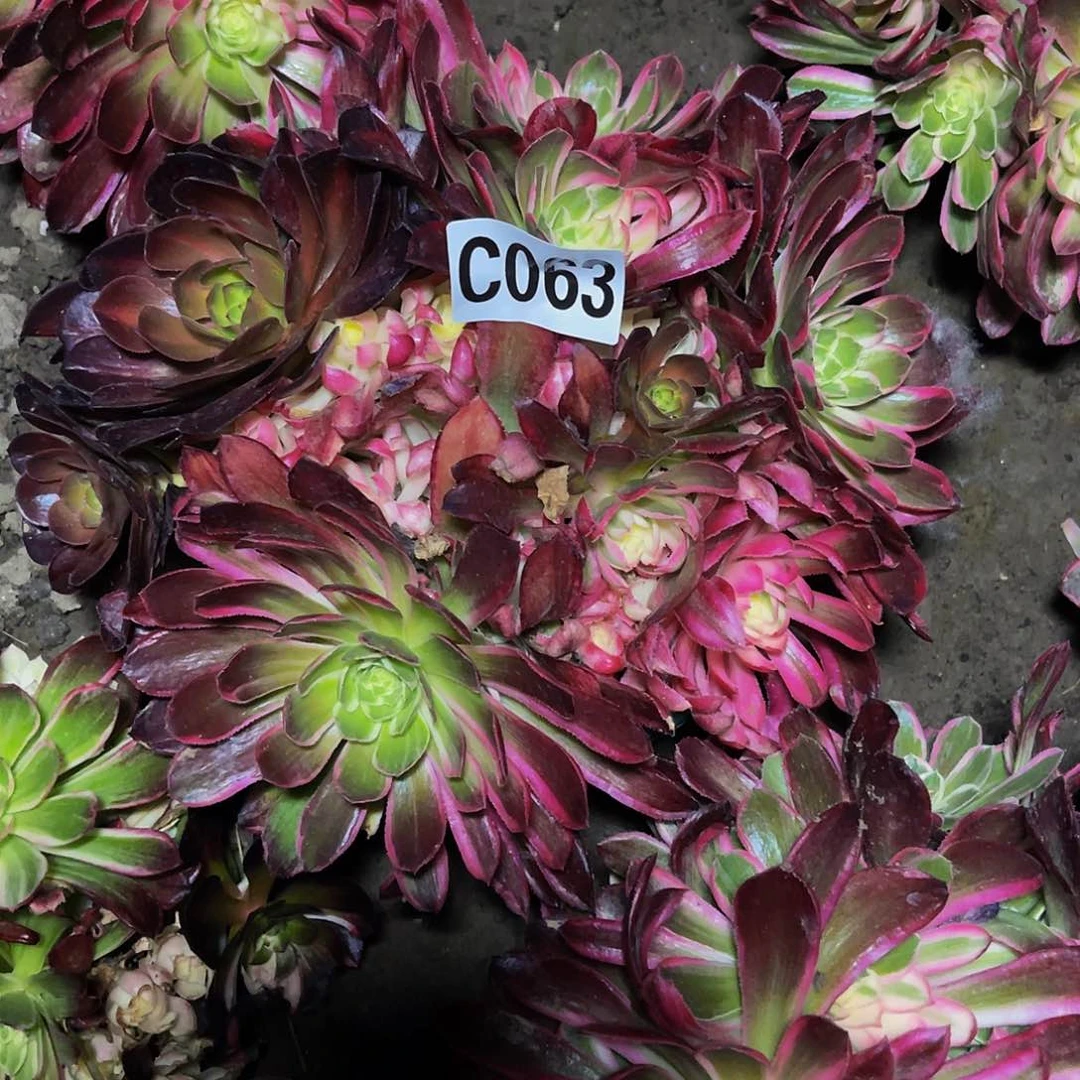 玉芙蓉法师30–32包邮