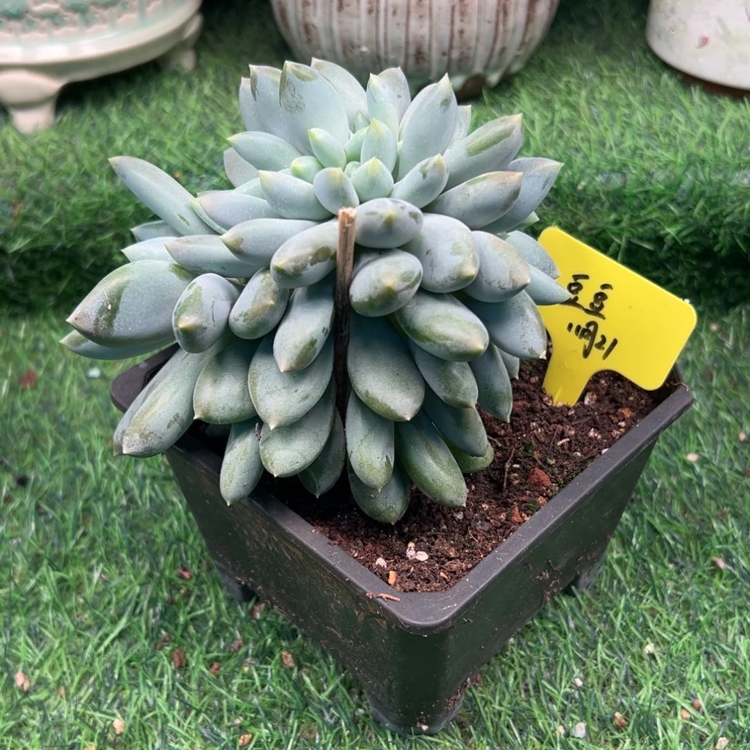 豆***人胖体哥特萝莉缀化，豆豆