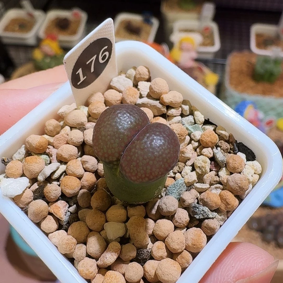 多肉植物福利风铃176