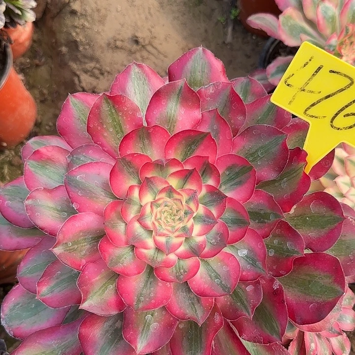 4260--+爱丽丝多头