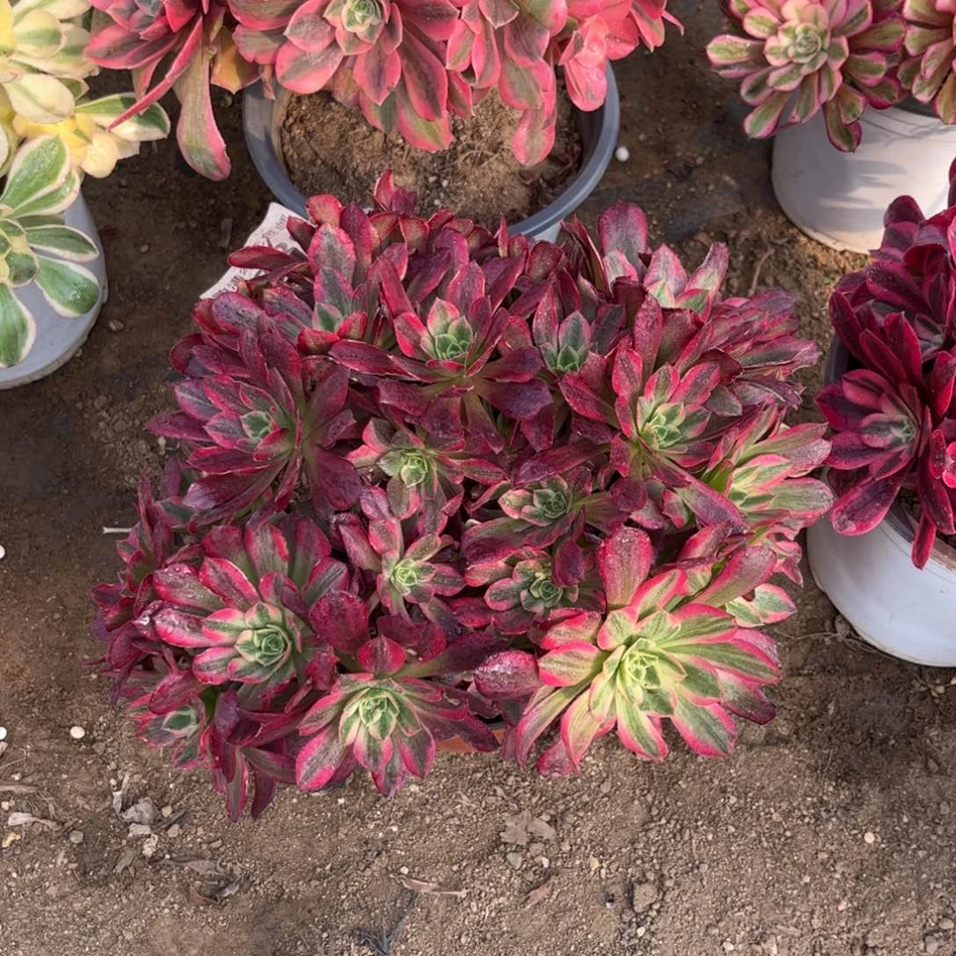 730多肉植物安娜