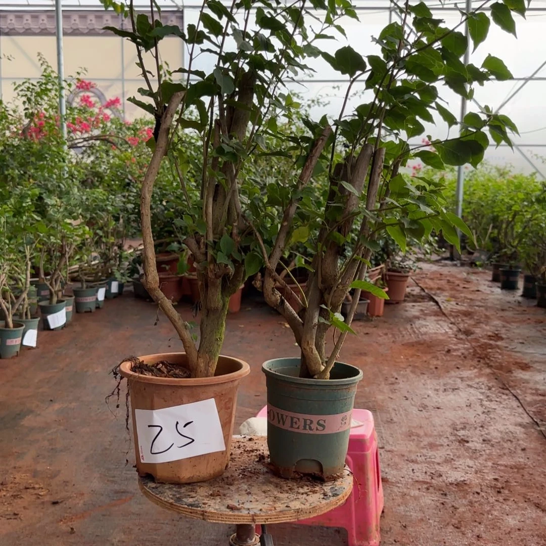 大部分花苞少量开放盲盒 25