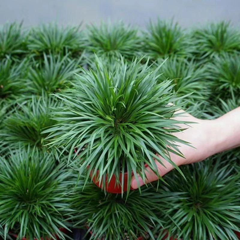 日本黄金姬菖蒲草 金钱 虎须 香苗 金凤凰 胧月龟池水培附石盆景