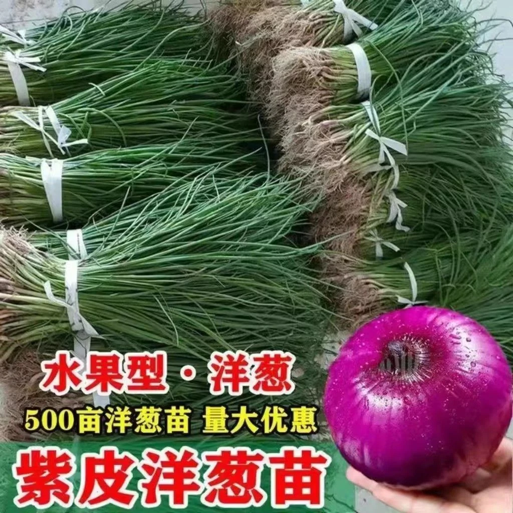 新鲜紫皮水果洋葱苗根系发达耐寒适合庭院栽种