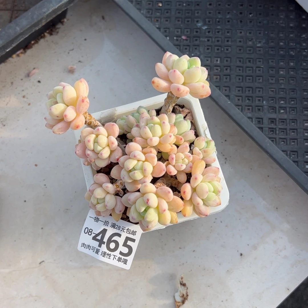 樱花罗绮多肉多肉多肉