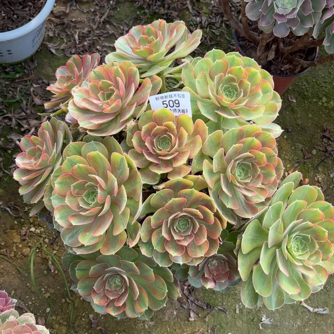 509雅典娜多肉植物法师