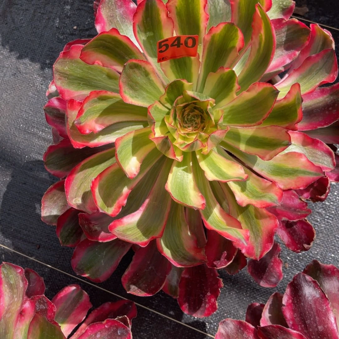 嘿*540多肉法师红魔女