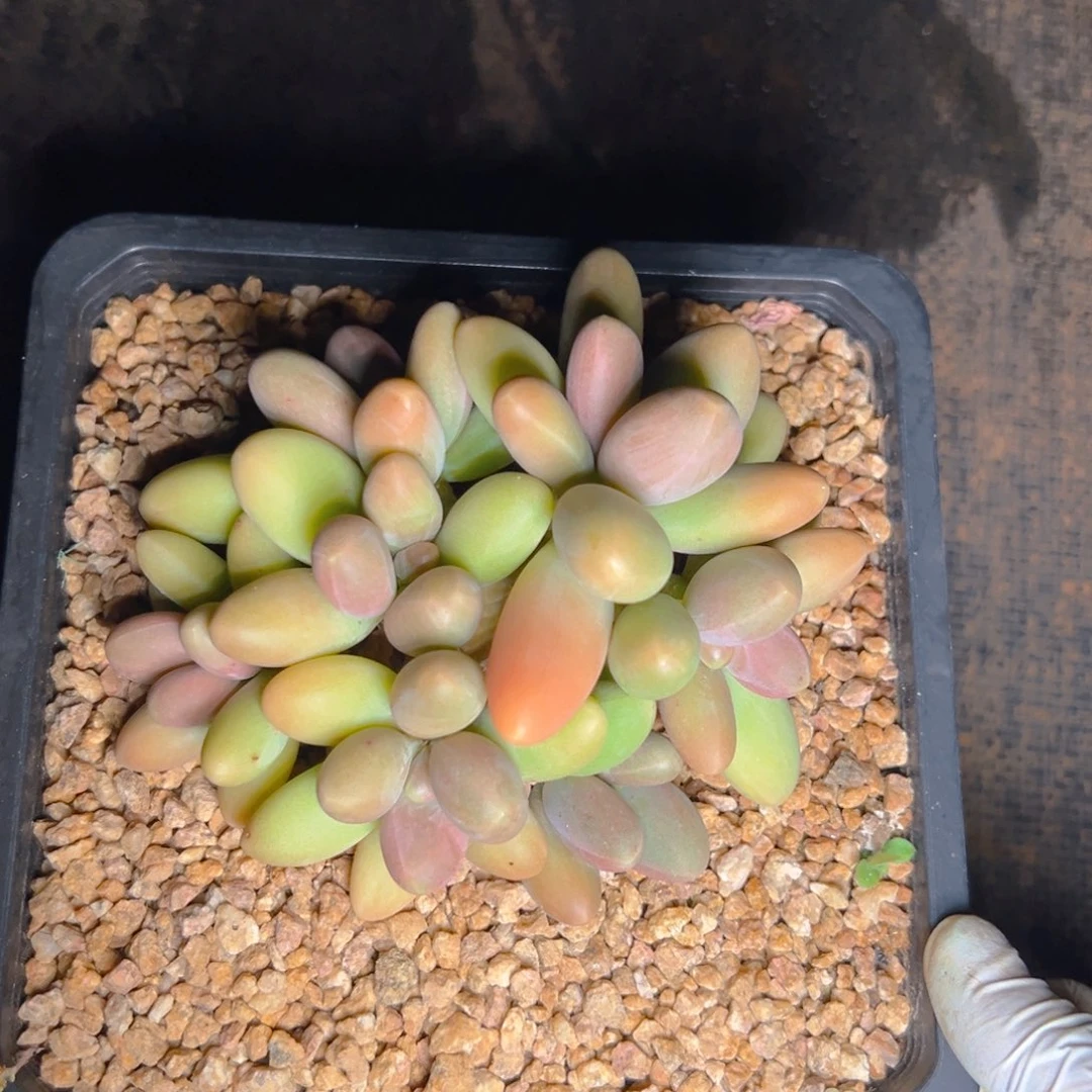 超***玲620111111111111111