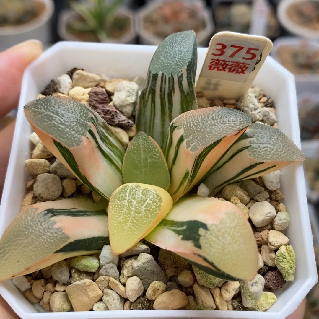 375网纹克锦一物一拍