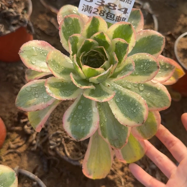 6384二号棚燕姿多肉C
