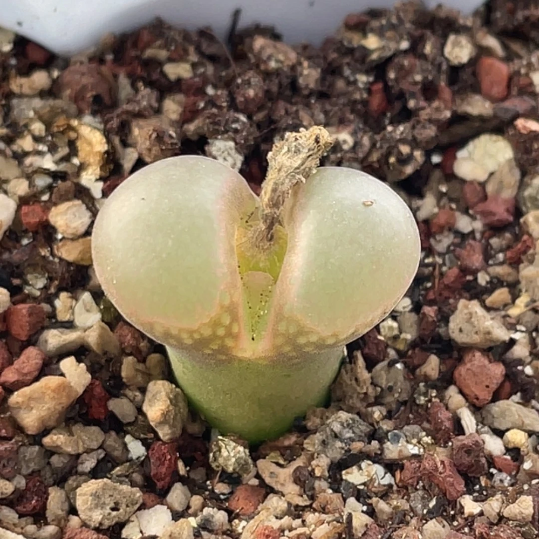 30-94风铃多肉植物