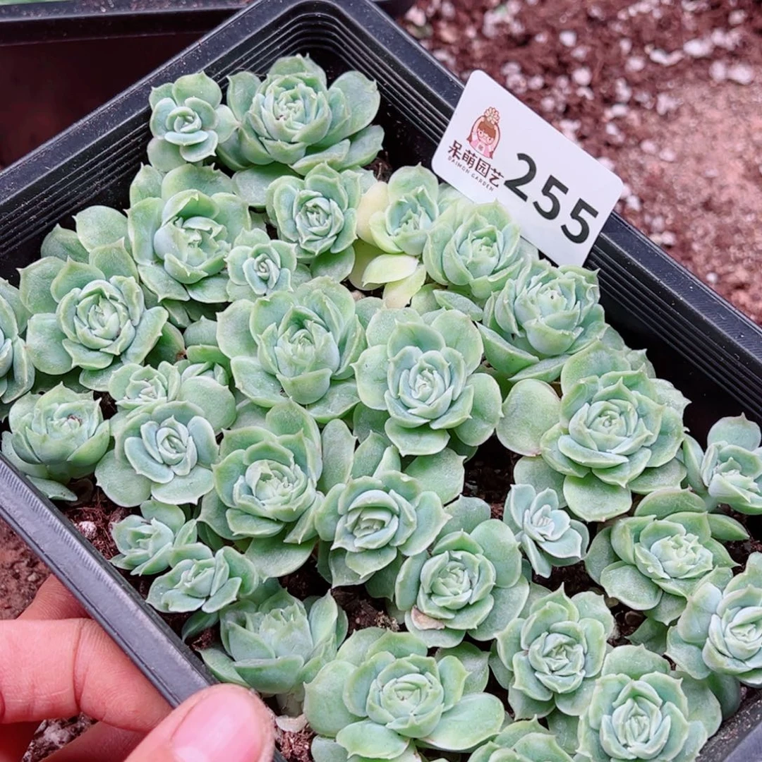 冬***败多肉植物多肉植物