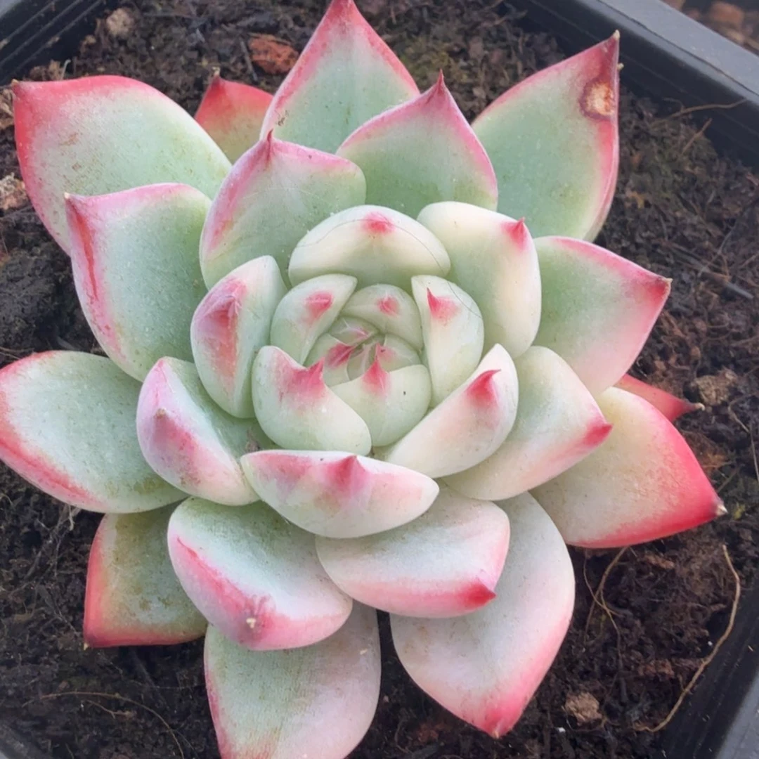 吉娃娃锦腹轮锦潜力股