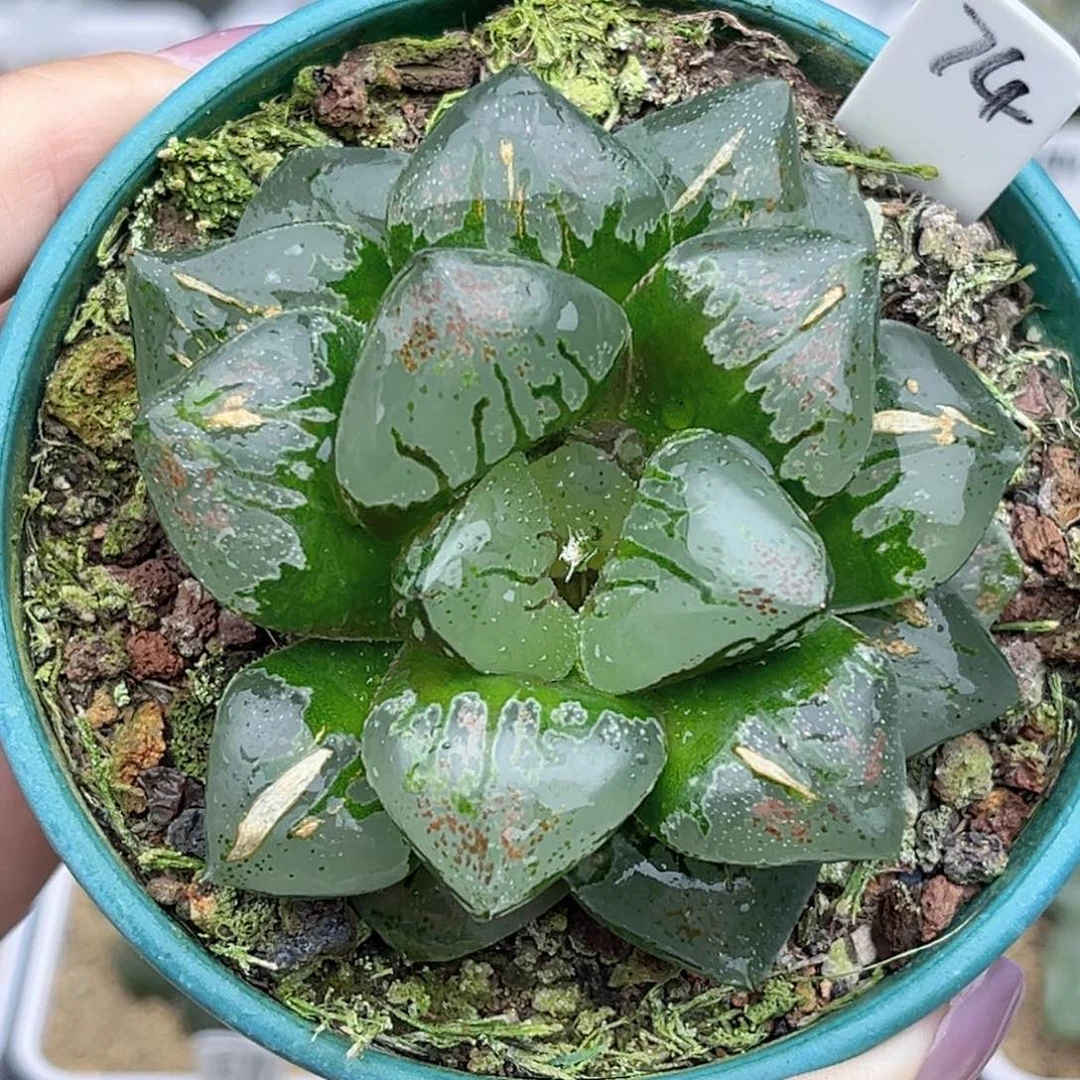 74绿焰福利专场多肉