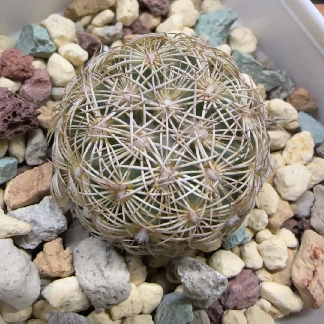 04实生海胆多肉2.8厘米