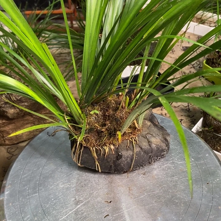 无花朵醉**院菖蒲在哪都要快乐幸福