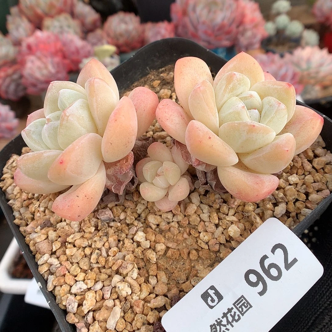 962冰玉多肉植物66666
