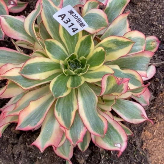 魅影314多肉植物