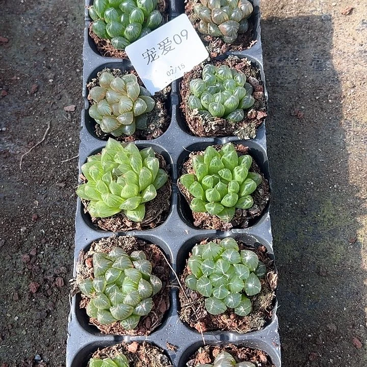直播福利一物一拍09