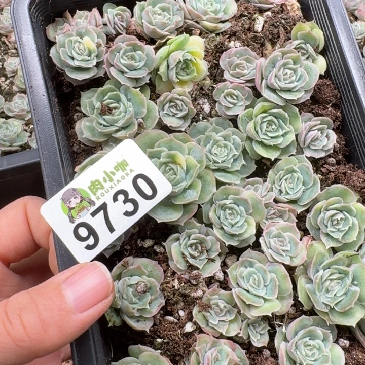 溺****多肉植物多肉植物