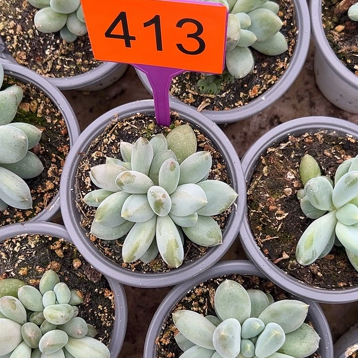 多肉植物胖体哥特群413