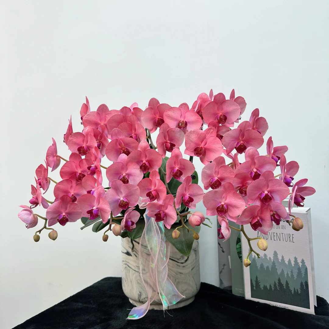 蝴蝶兰【 美人】粉色系花 特殊工艺 植物上色 观赏花 蝴蝶兰