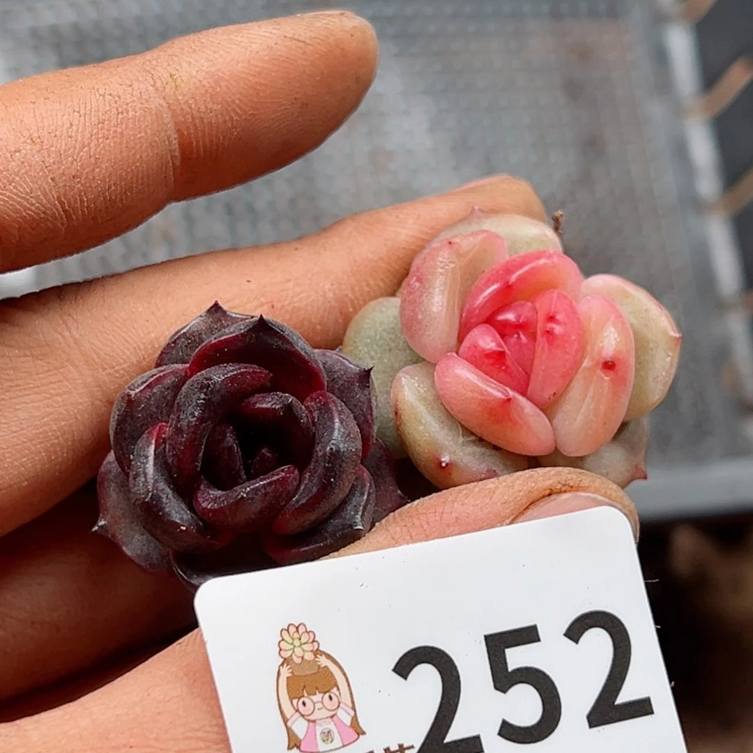 多肉植物多肉植物