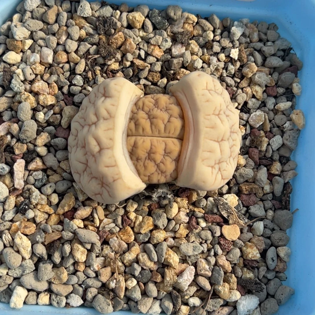 0810白底凹凸189尺寸3.0