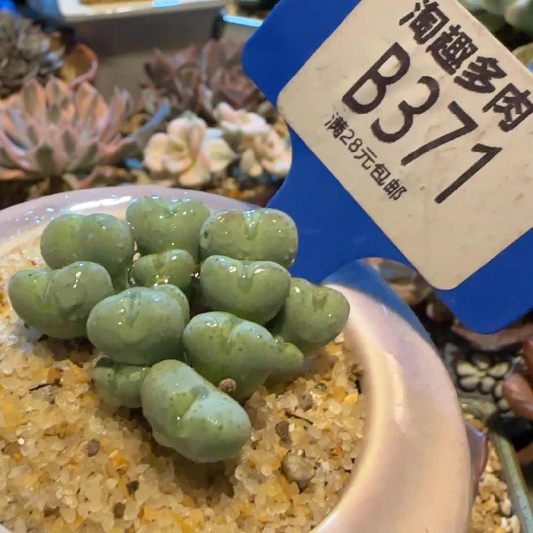 多肉植物，绿色小嘴求生