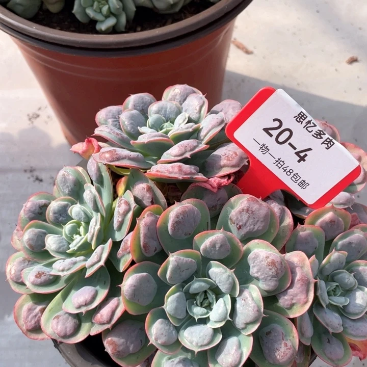 小***肥小肥肥的你在干嘛