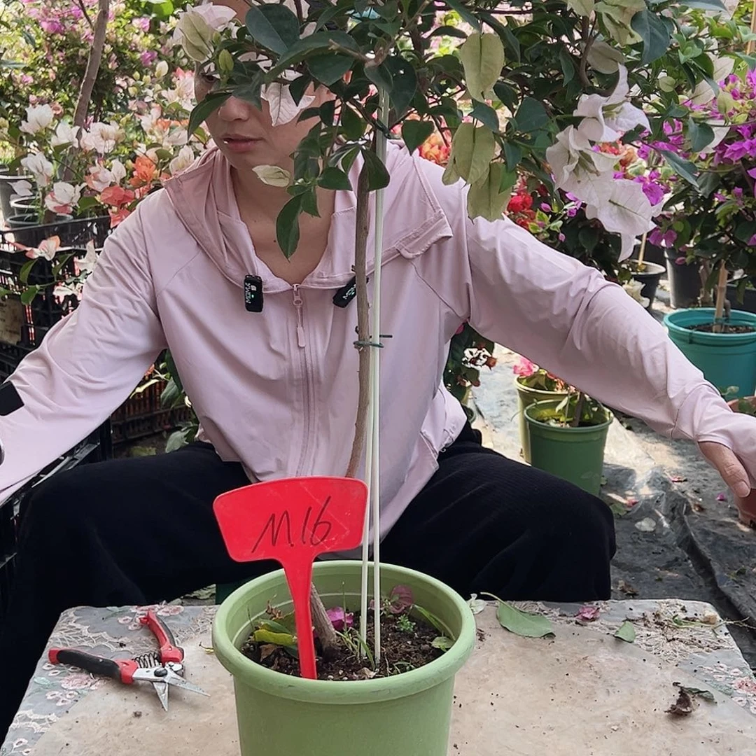 大部分花苞少量开放M16苹果花