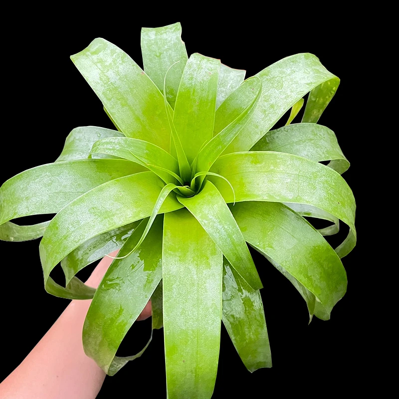 卷叶萨曼莎空气凤梨无土绿植绿叶耐阴花卉室内盆栽四季常青绿植萝