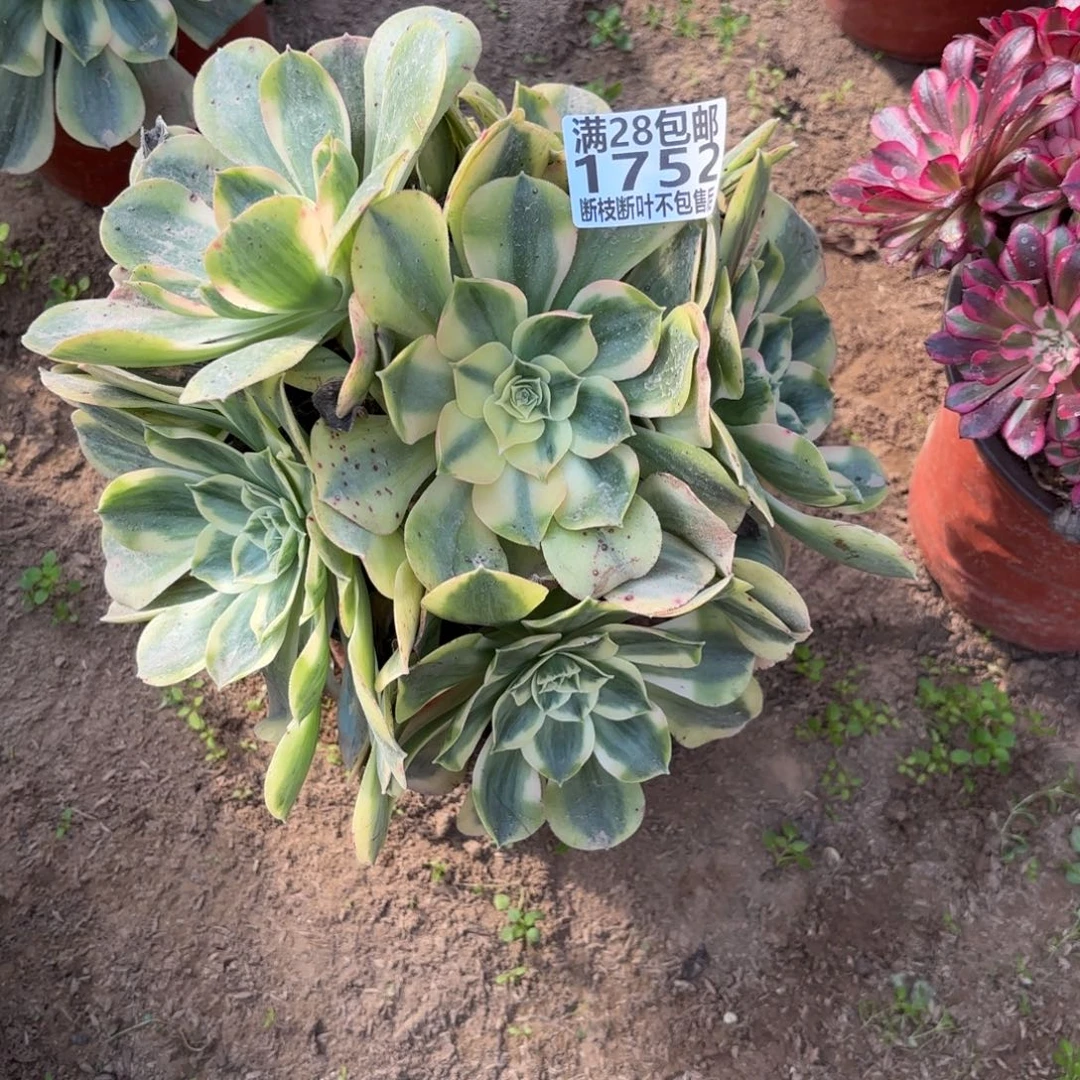 M. 1752香炉盘白多肉122233