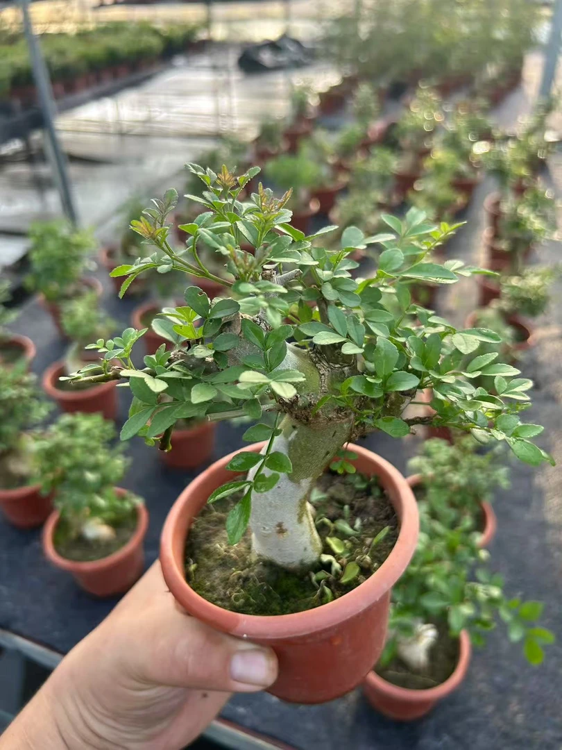 矮霸对节白蜡小盆景