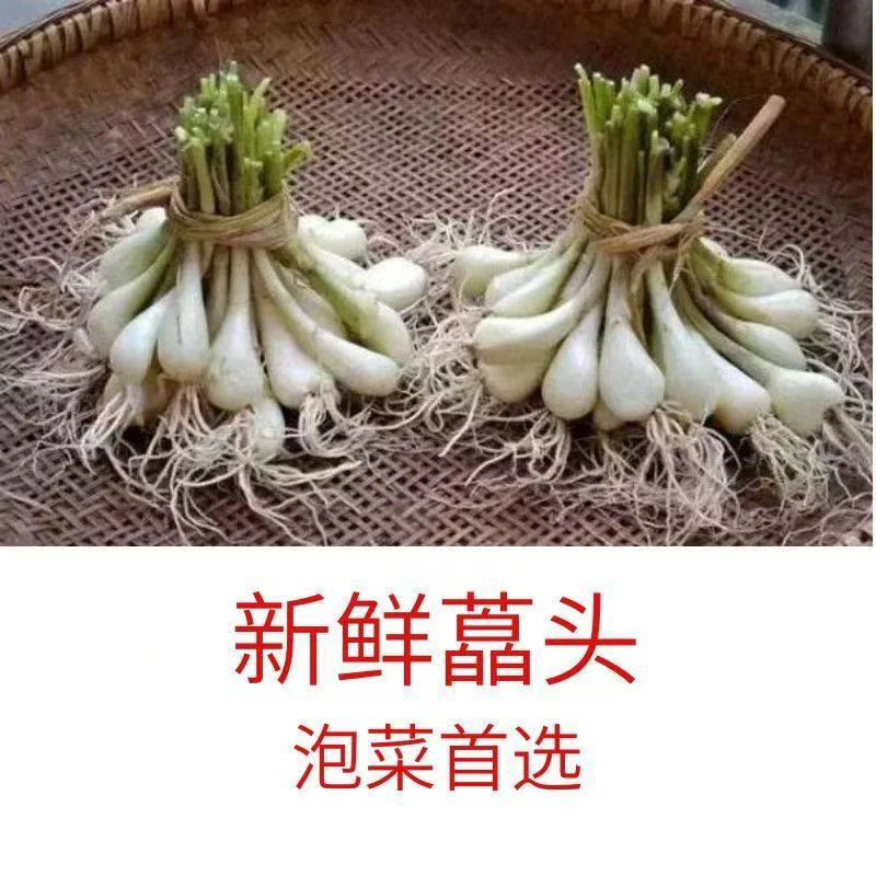 现挖茭头新鲜现挖叫头藠头荞头现挖新鲜腌制