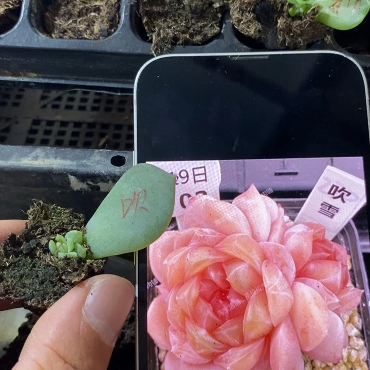 穴盘吹雪芽苗一个多肉