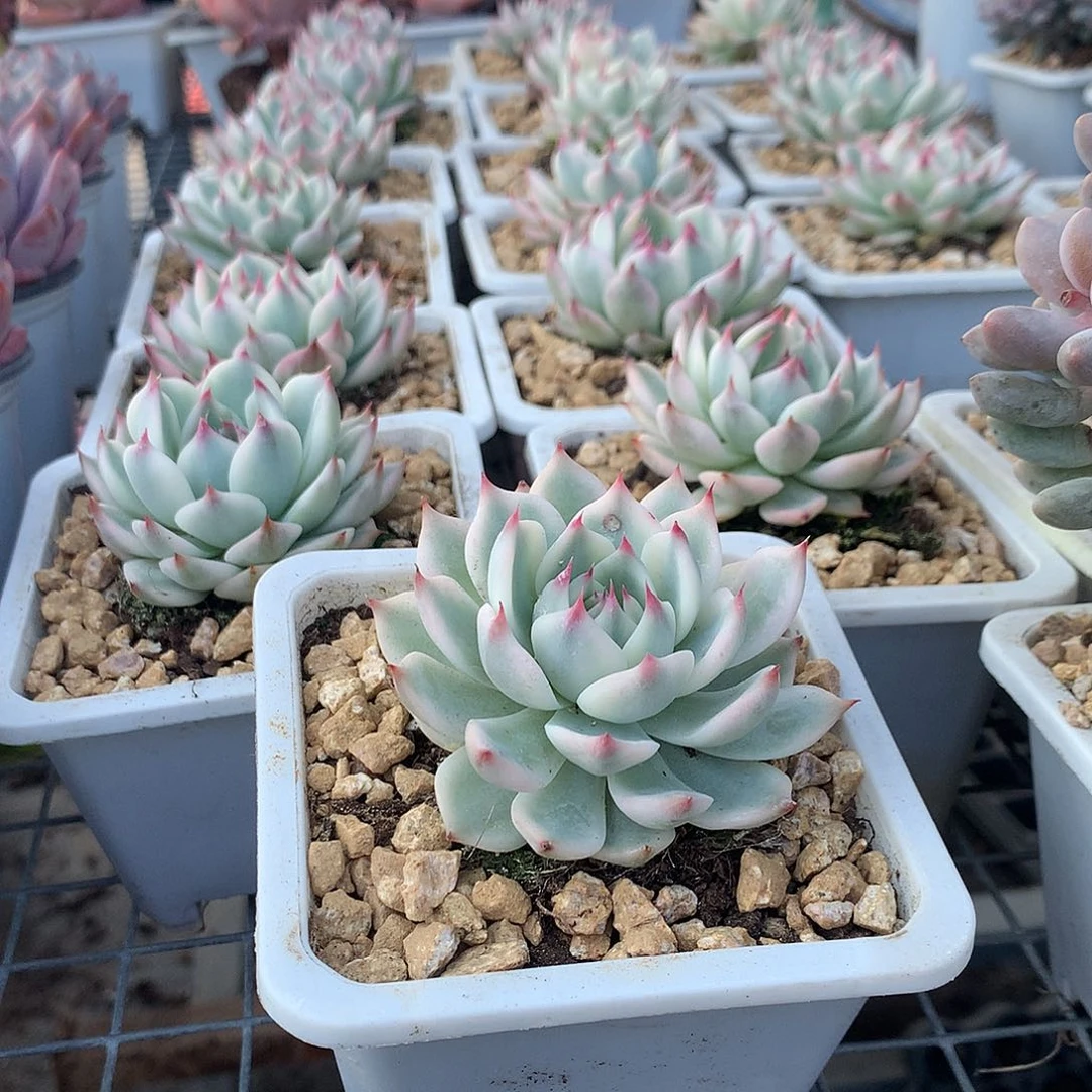 吉娃娃覆伦锦000000000000000